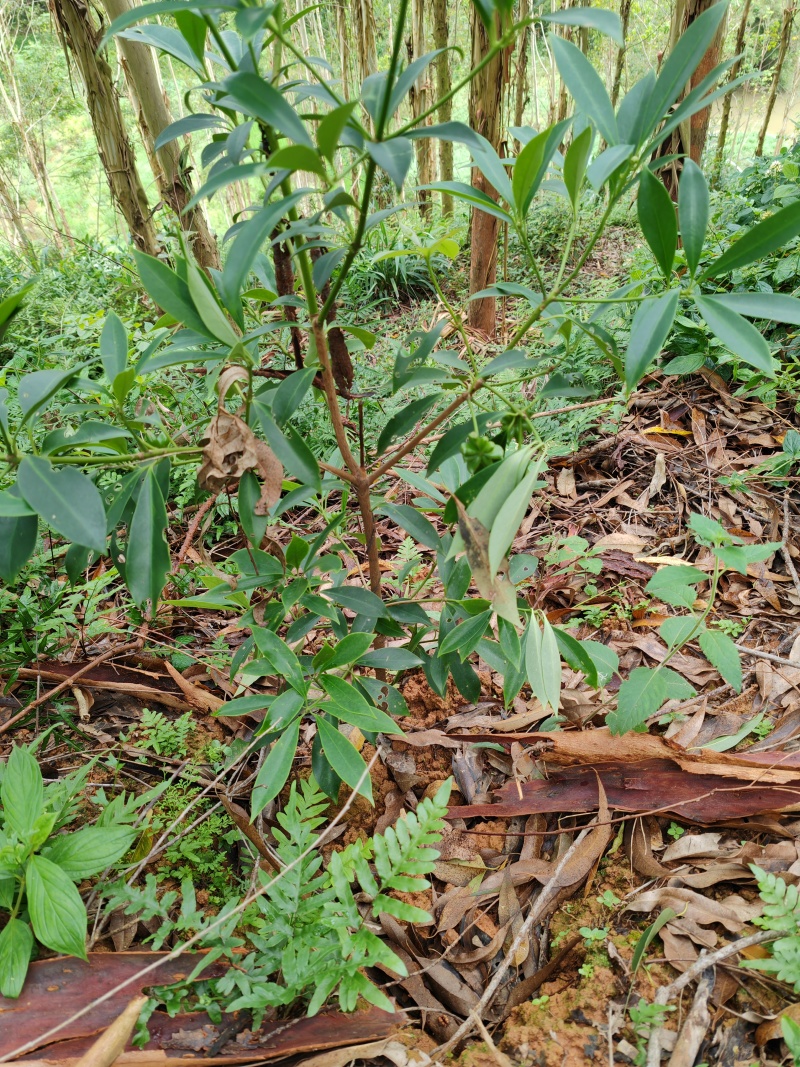 八角茴香嫁接苗