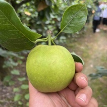 湖北产区套袋翠冠梨大量上市！脆甜可口汁水丰富