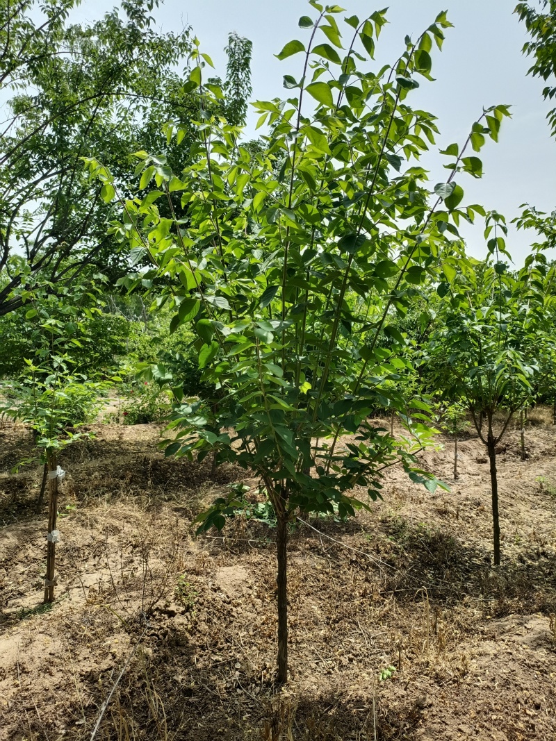 独杆金银木