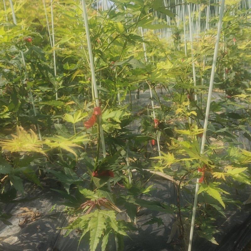 广西红枫，品种有:泰勒，黄金流泉，羽毛枫，月升，歌舞狂欢