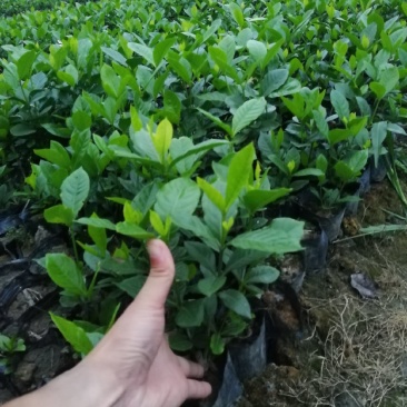 大叶栀子小杯批发20公分高