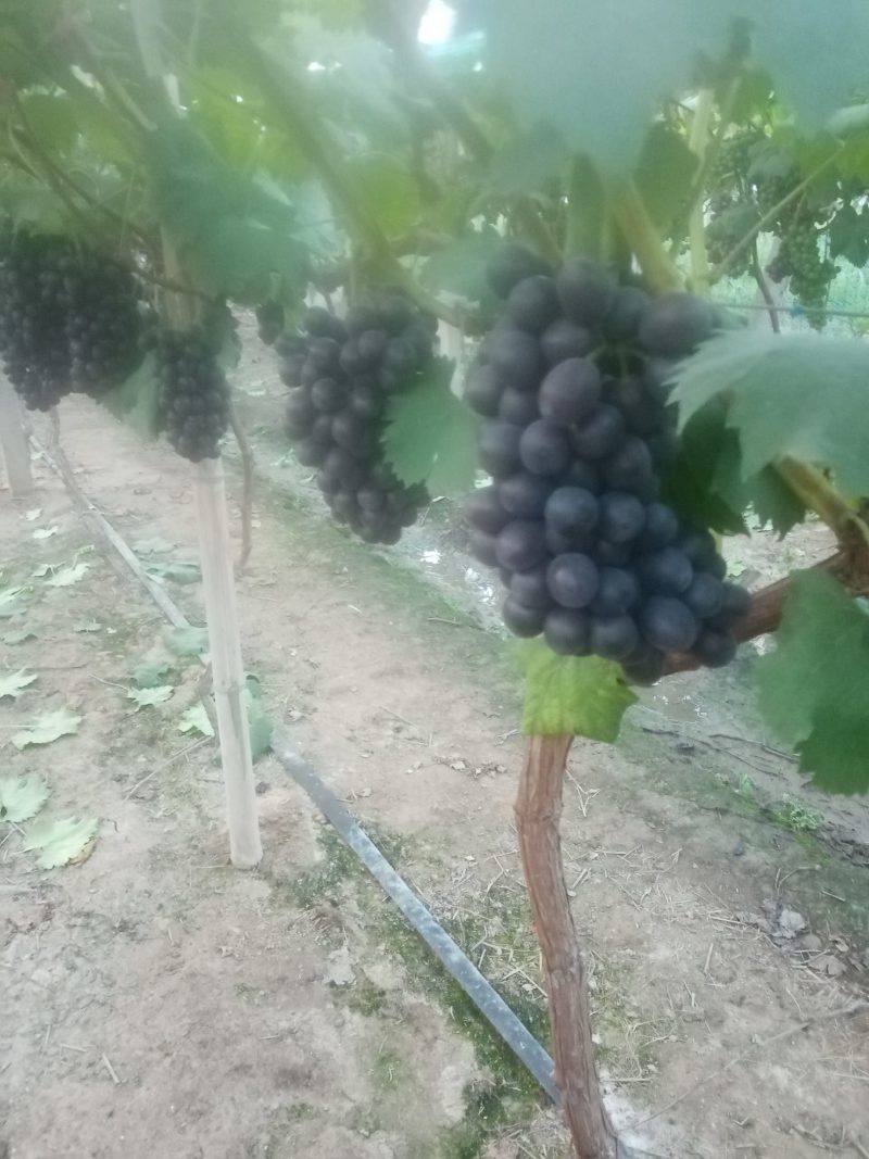 夏黑葡萄，有需要的老板抓紧时间订购