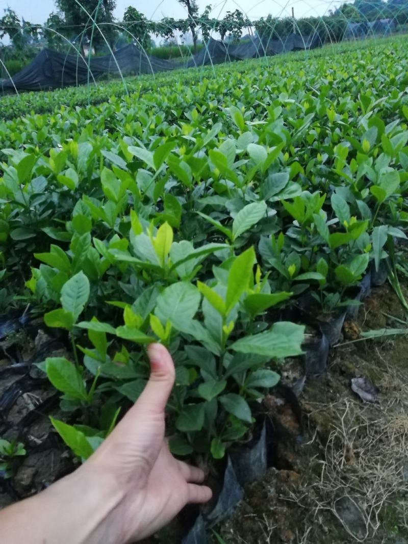 大叶栀子小杯批发20公分高