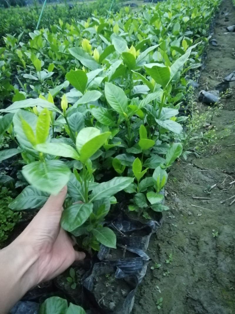 大叶栀子小杯批发20公分高