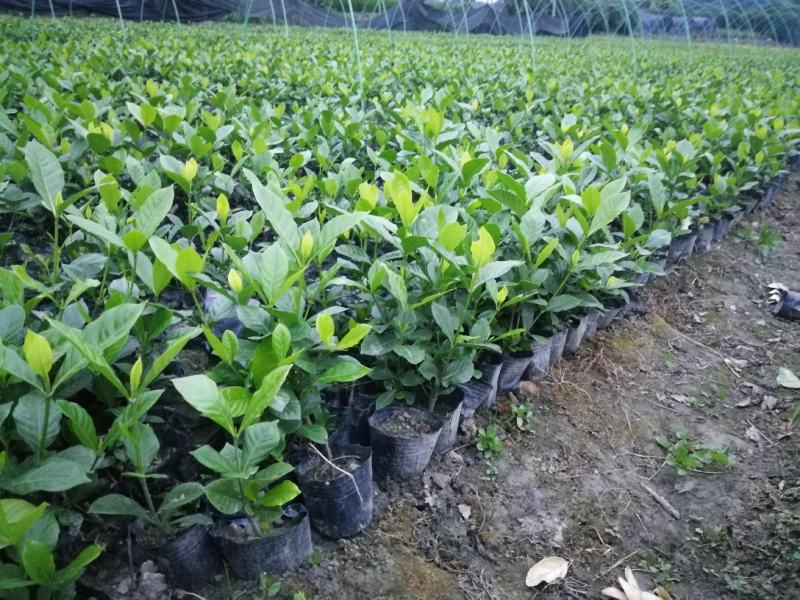 大叶栀子小杯批发20公分高