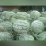 陕西西华金花西瓜货量大头茬九成熟瓤口好耐运输全国接单