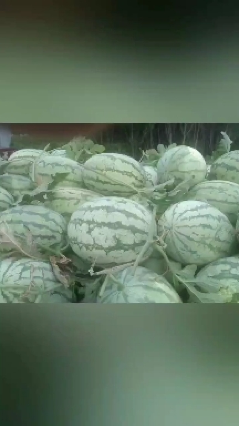 陕西西华金花西瓜货量大头茬九成熟瓤口好耐运输全国接单