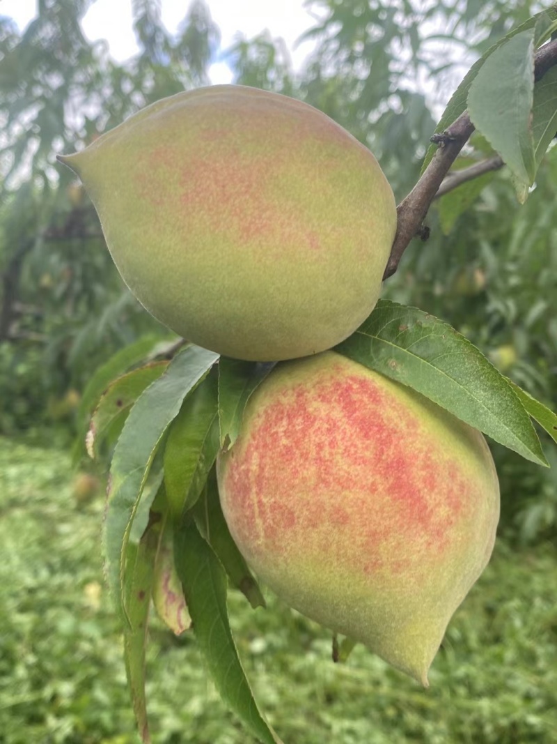 鹰嘴桃有大量