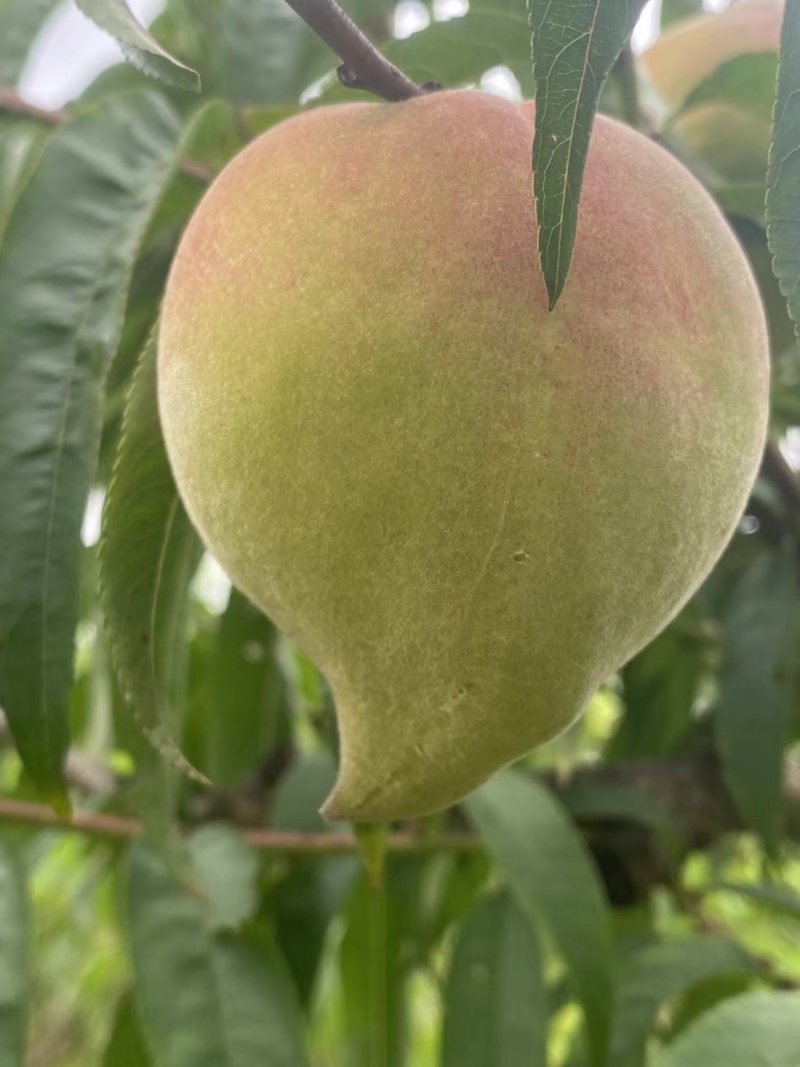 鹰嘴桃有大量