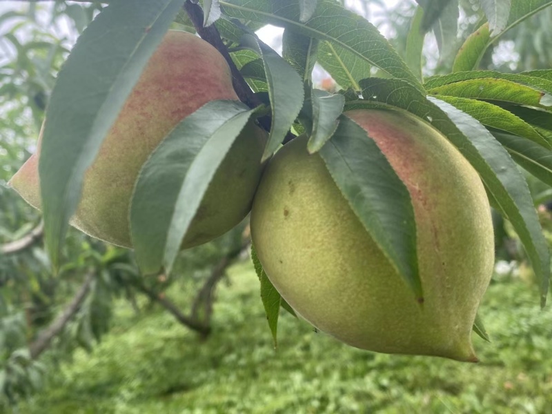 鹰嘴桃有大量