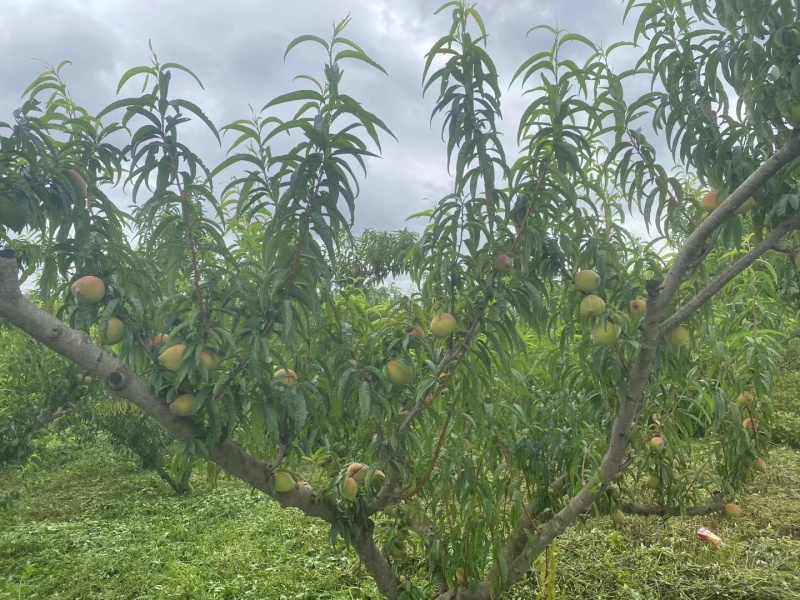 鹰嘴桃有大量