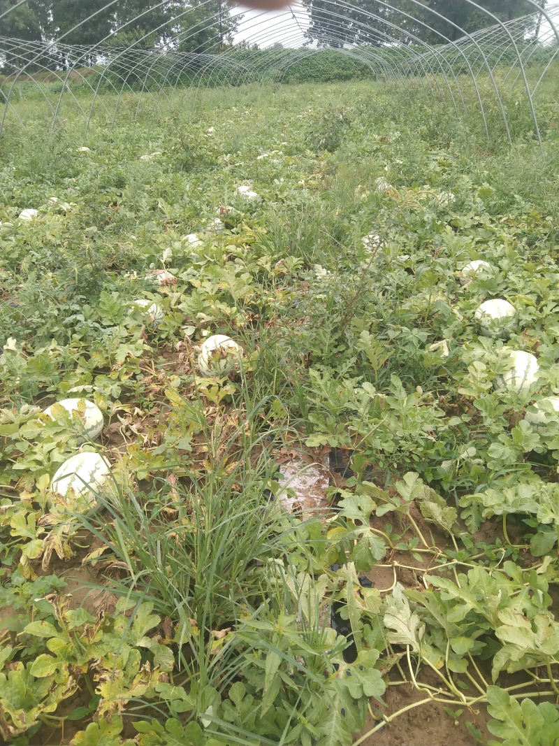 陕西西华金花西瓜货量大头茬九成熟瓤口好耐运输全国接单