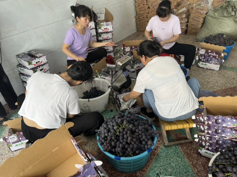 福安巨峰葡萄纯甜无酸寻求合作代发，订单，团购