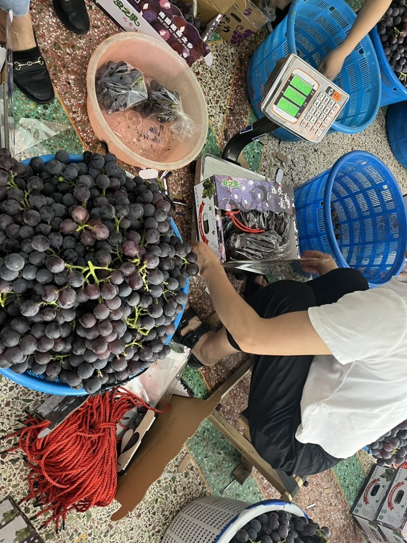 福安巨峰葡萄纯甜无酸寻求合作代发，订单，团购