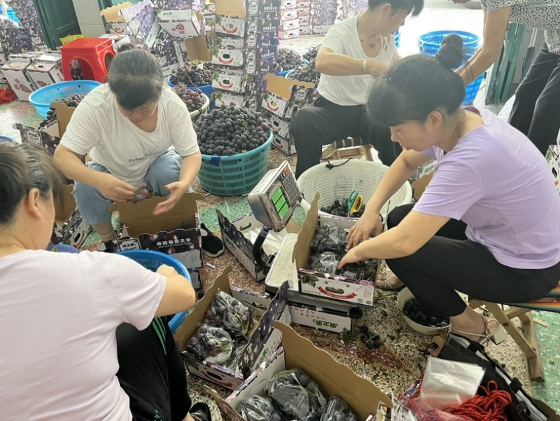 福安巨峰葡萄纯甜无酸寻求合作代发，订单，团购