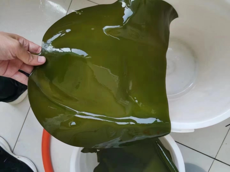 海带头盐渍海带头