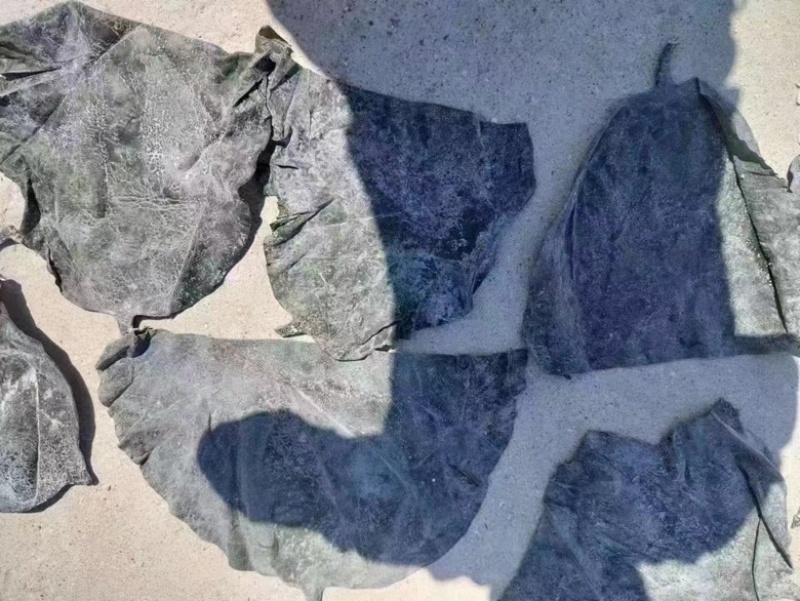 海带头盐渍海带头
