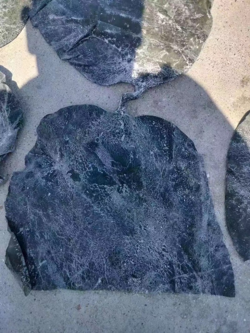 海带头盐渍海带头