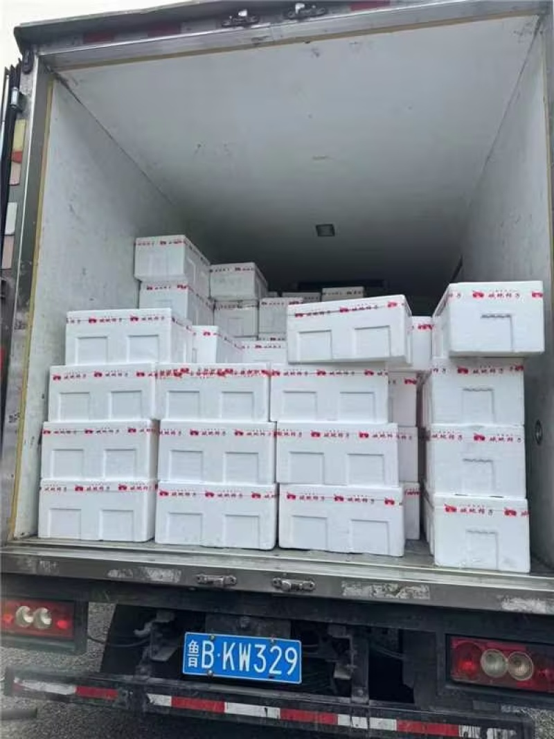 山东寿光铁皮柿子现摘现发草莓西红柿一件代发