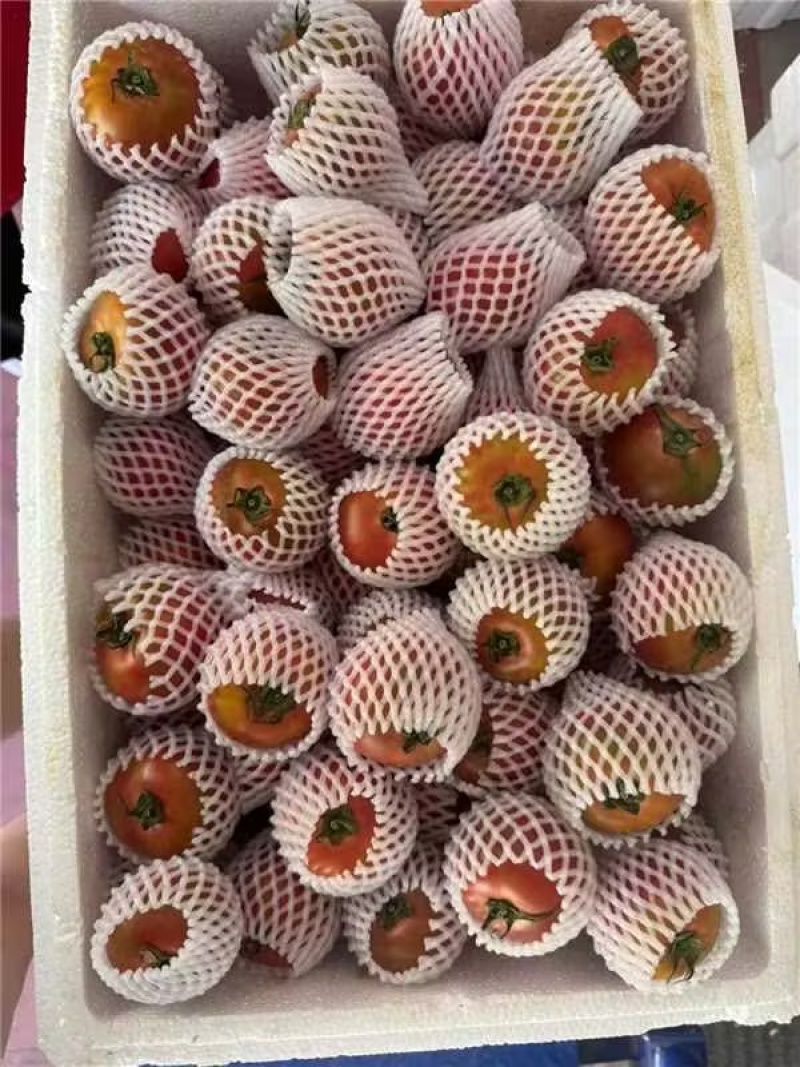 山东寿光铁皮柿子现摘现发草莓西红柿一件代发