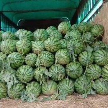 陕西西华金花西瓜货量大头茬九成熟瓤口好耐运输全国接单