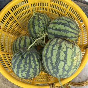 2茬麒麟美都西瓜