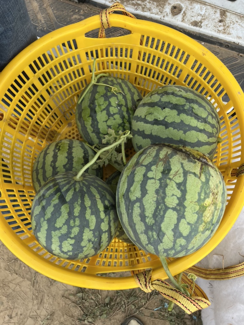 2茬麒麟美都西瓜