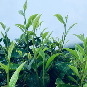 普洱茶，乔木，大树茶！欢迎各位老板来照顾👏