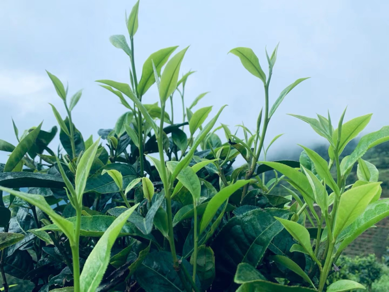 普洱茶，乔木，大树茶！欢迎各位老板来照顾👏