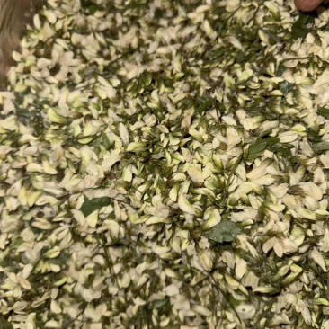 冷冻杨槐花。干冻。长期供货量大优惠欢迎咨询采购