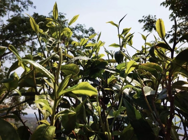 普洱茶，乔木，大树茶！欢迎各位老板来照顾👏