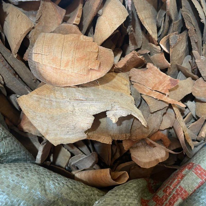 香樟树根中药材樟树根香樟树根樟木樟树木根樟树木