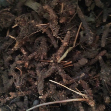淫羊藿根
