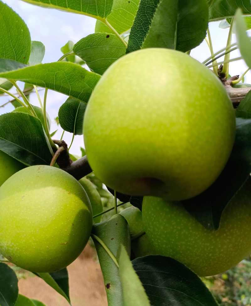 翠玉梨砀山花翠玉梨货源稳定商超电商供货代收代发