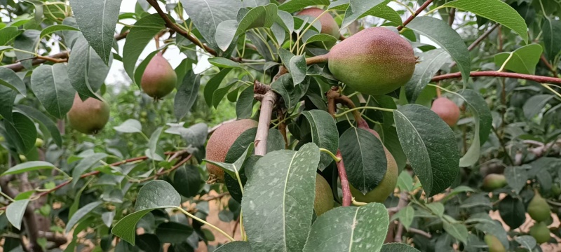 红考蜜斯梨