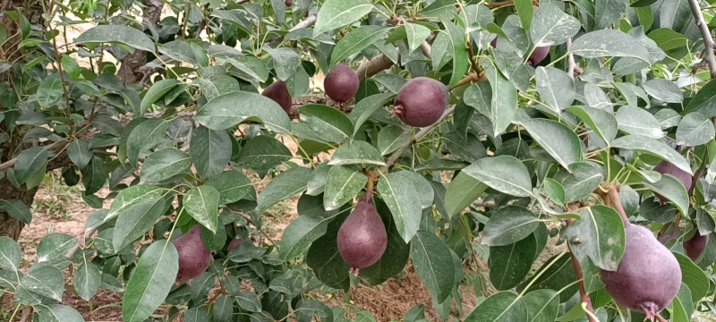 红考蜜斯梨