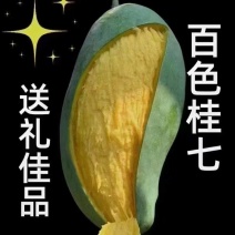 桂七芒