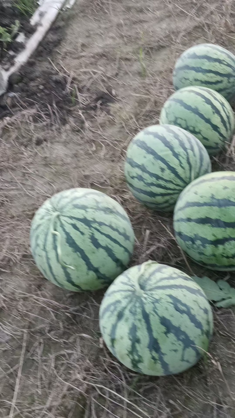 无籽美都西瓜现货现摘自家种植次瓜欢迎实地考察参考实物图片