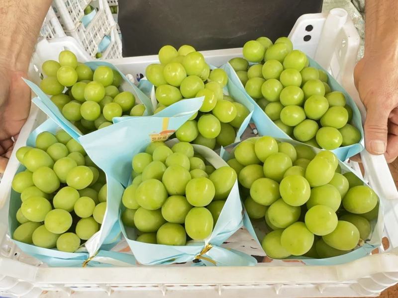 精品阳光玫瑰大量上市品质保证诚信经营支持视频看货来电