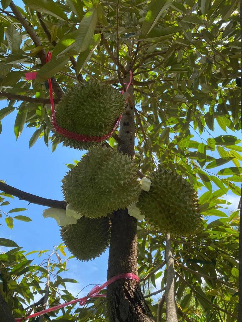 金枕榴莲，种植基地采摘，烂果坏果包售后