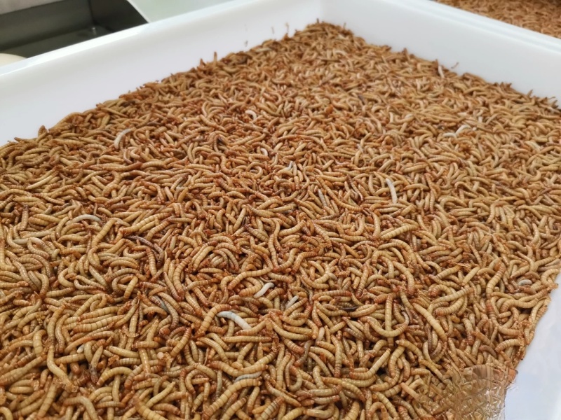 黄粉虫/干虫面包虫大量供应常年出售量大从优保质保证