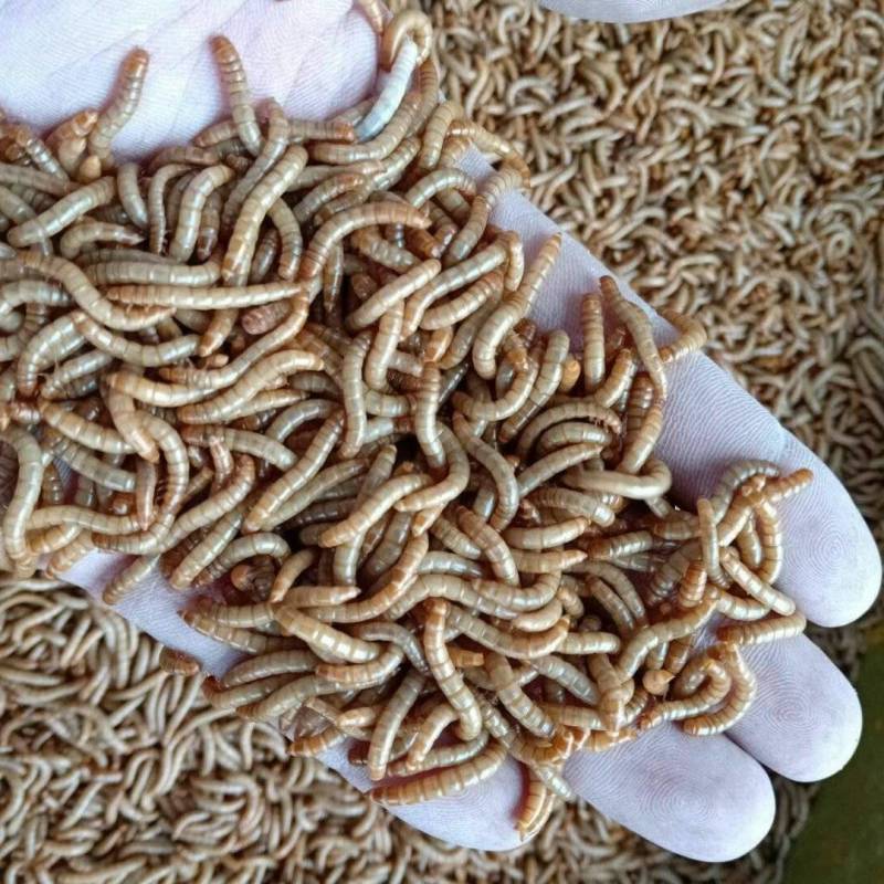 黄粉虫面包虫干虫基地自产自销规格齐全量大从优