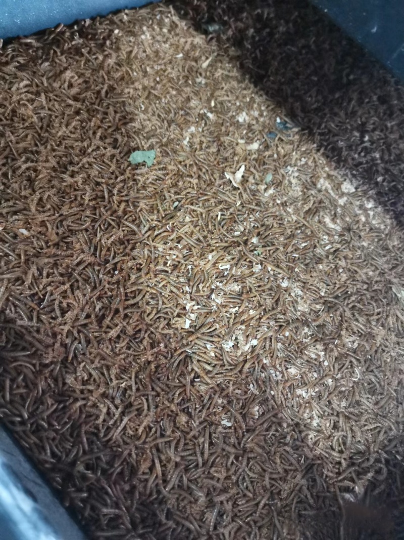黄粉虫面包虫干虫基地自产自销规格齐全量大从优