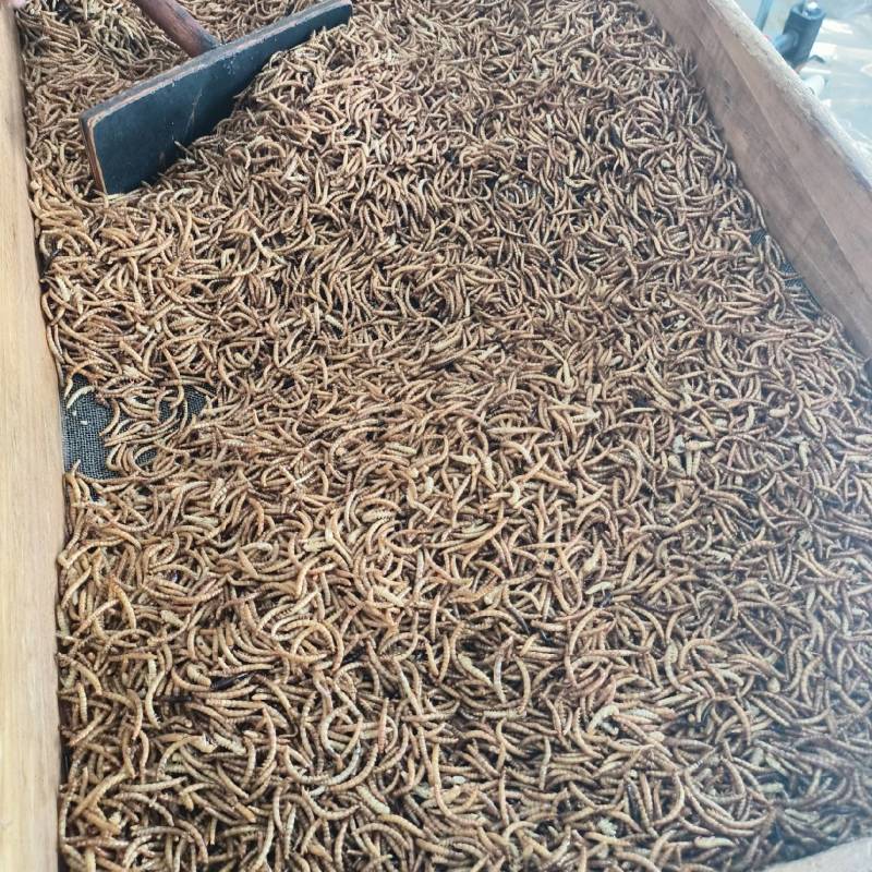 黄粉虫干虫营养丰富蛋白质规格齐全量大从优质量保证