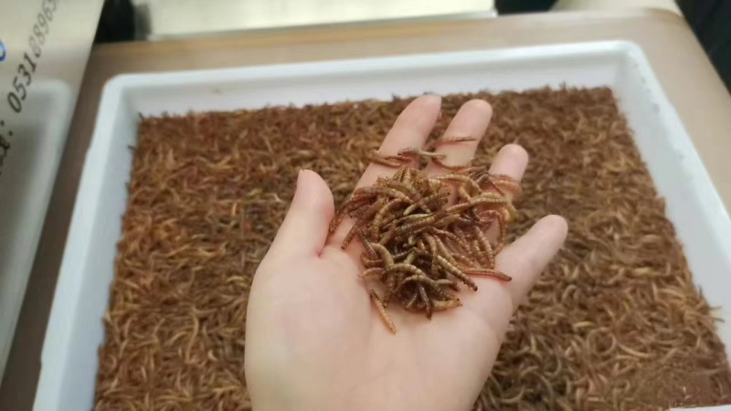 黄粉虫干虫营养丰富蛋白质规格齐全量大从优质量保证