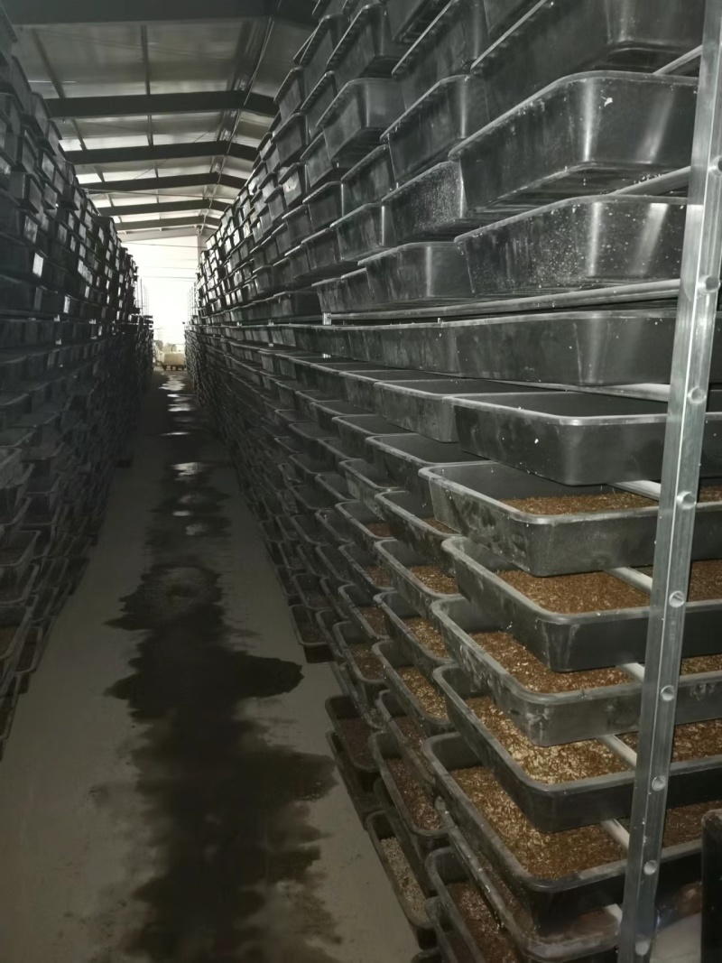 黄粉虫干虫营养丰富蛋白质规格齐全量大从优质量保证