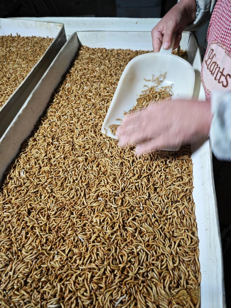 黄粉虫干虫营养丰富蛋白质规格齐全量大从优质量保证