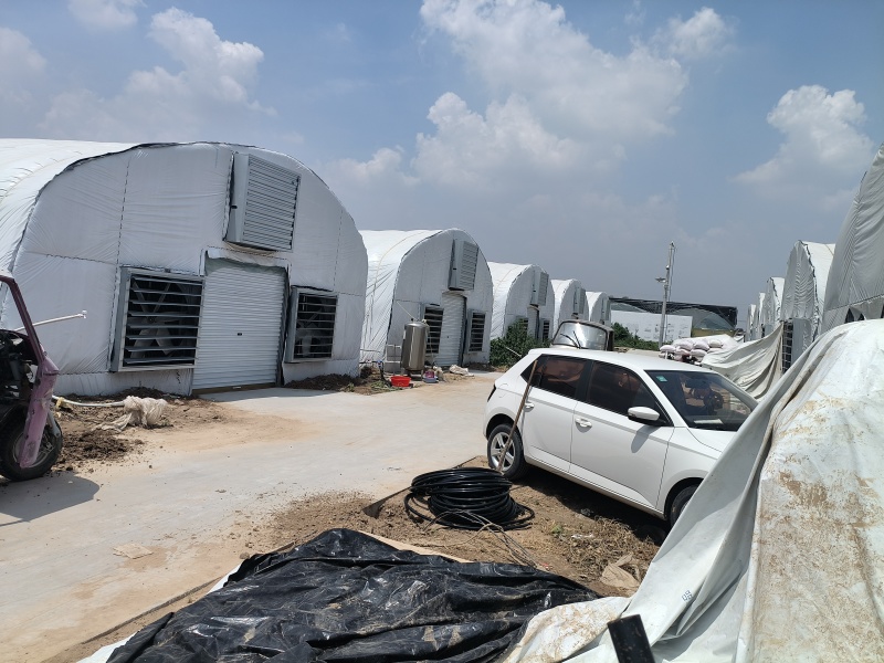 黄粉虫干虫营养丰富蛋白质规格齐全量大从优质量保证