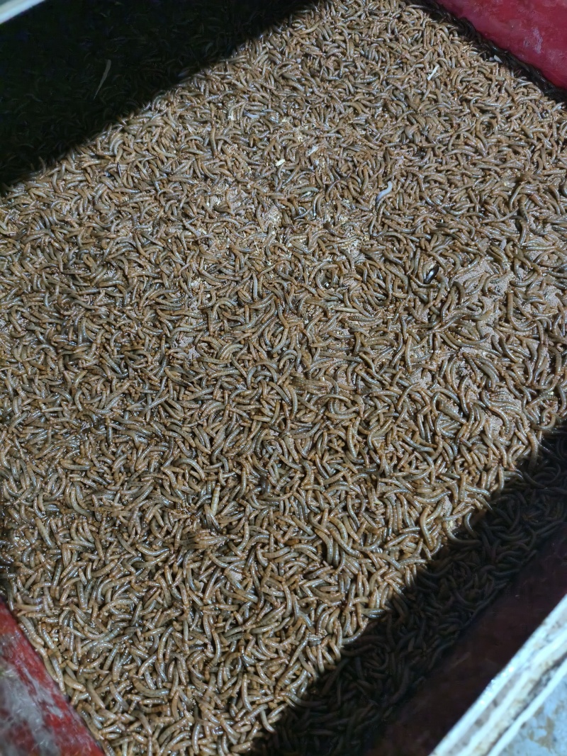 黄粉虫干虫营养丰富蛋白质规格齐全量大从优质量保证