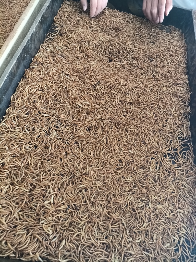 黄粉虫干虫营养丰富蛋白质规格齐全量大从优质量保证